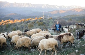 Επιμένουν στο αίτημα για εμβόλια κατά της ευλογιάς οι κτηνοτρόφοι Ελασσόνας